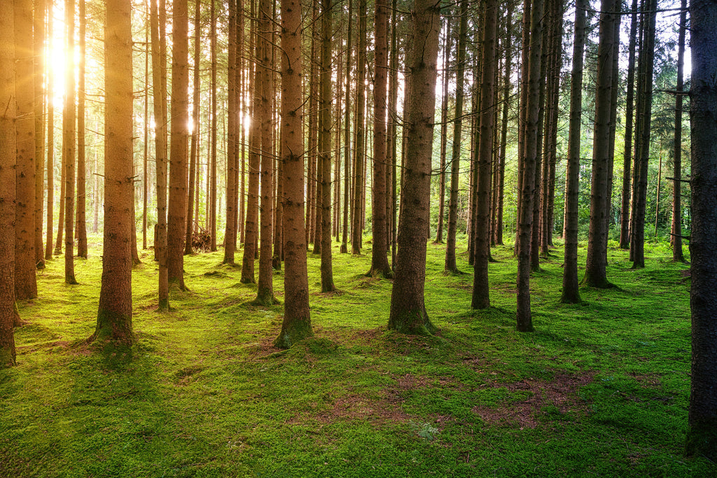 boreal forest glamping site