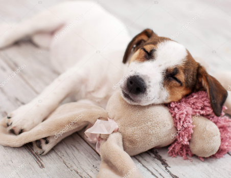 Dog sleeping with toy