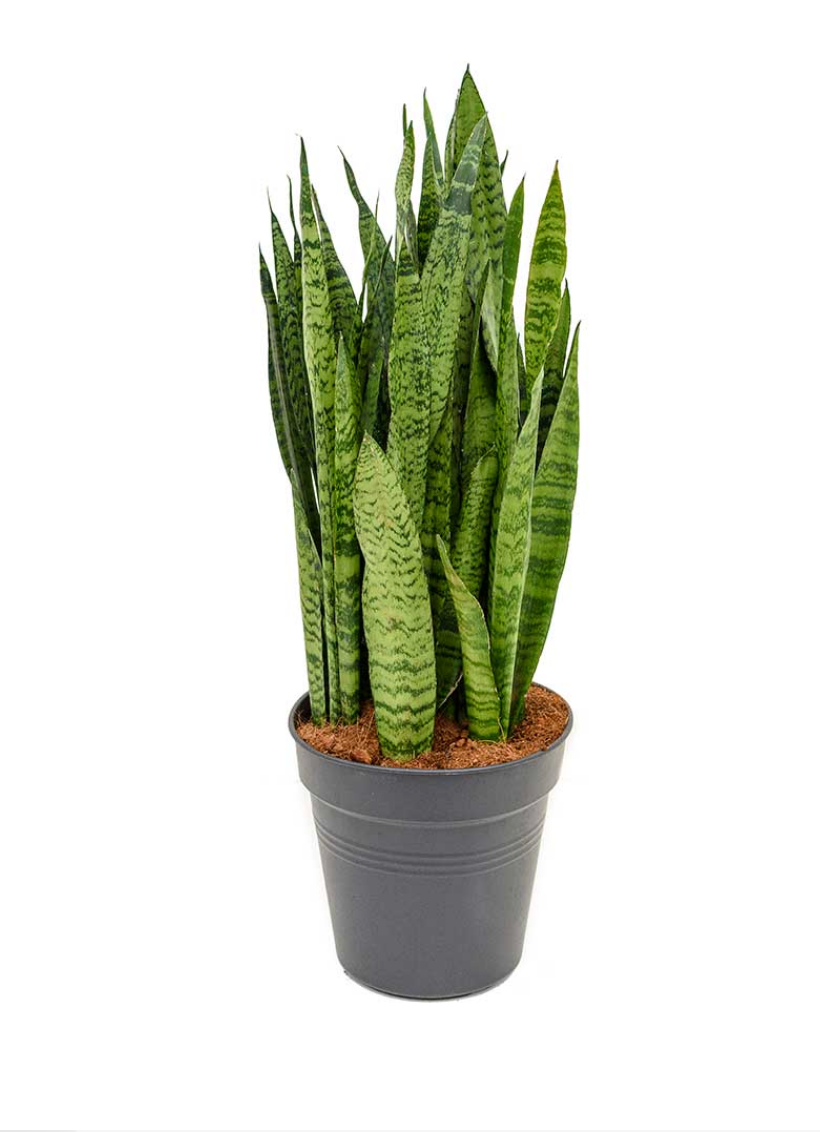 Sansevieria Zeylanica – Plantcultcairo