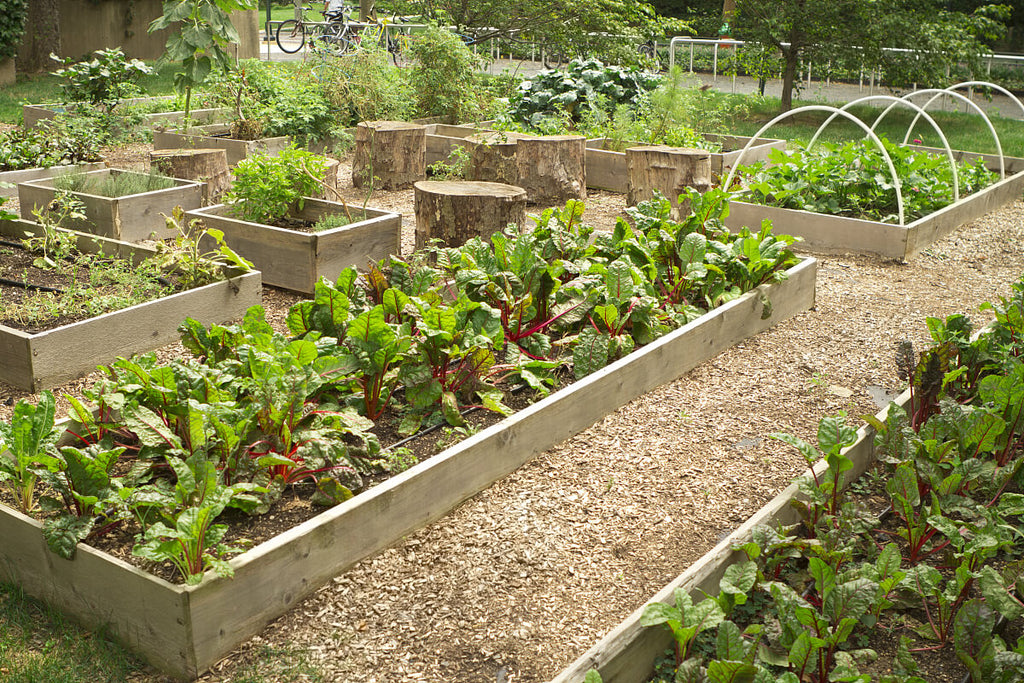 Raised Garden Bed Advantages and Disadvantages