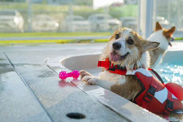 Pet Pool