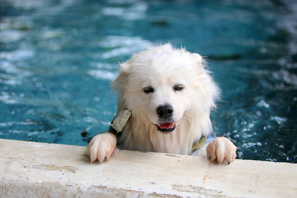 Pet Swimming Pool