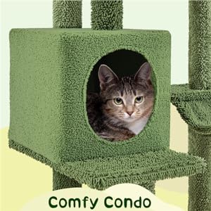 cactus cat condo