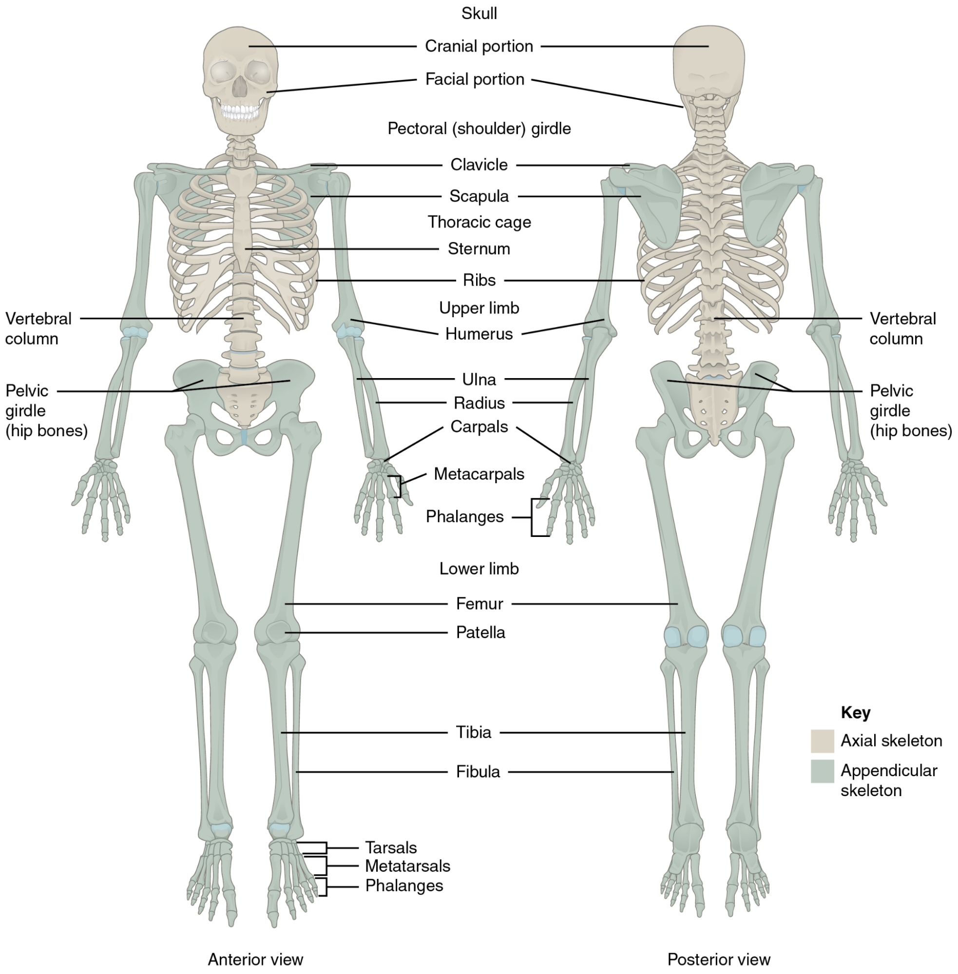 skeleton anatomy