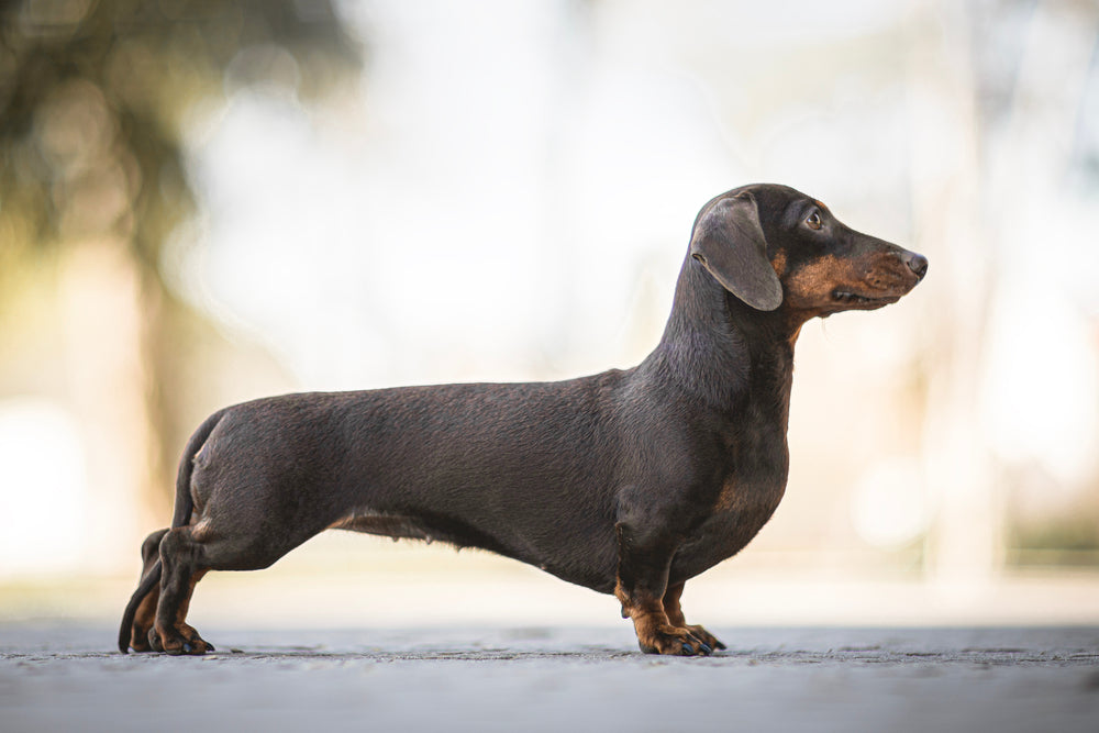 Chien Saucisse Poil Ras