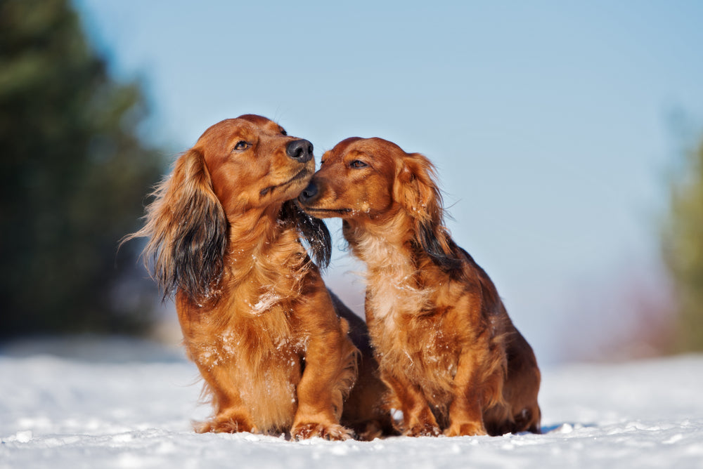 Sausage dog with long haired