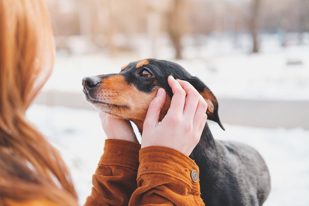 Dites adieu aux poils d'animaux sur vos vêtements avec ces 8