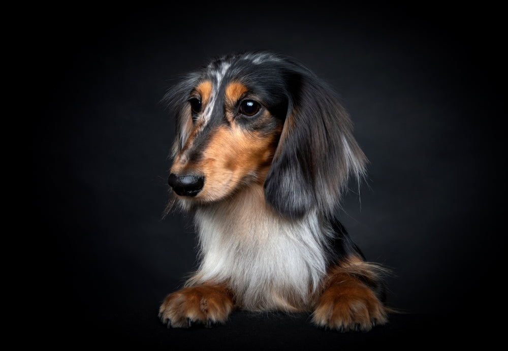 Sausage Dog Longhaired Merle