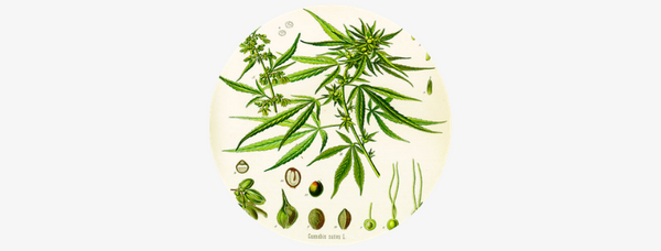 Quelle Est La Différence Entre Cannabis Et Chanvre - Zamnesia Blog