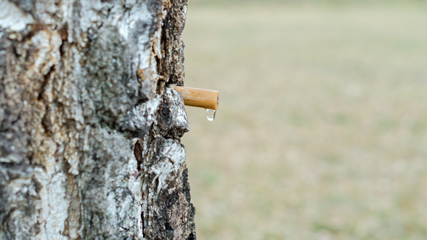 la seve de bouleau pour vivifier son organisme au printemps de manière naturelle