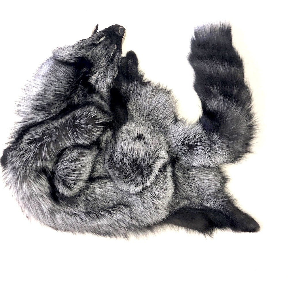 Wild silver Fox pelt