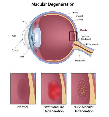 Overleve fugtighed Sygdom Can Red Light Therapy Improve Your Vision and Eye Health? – Rouge Care