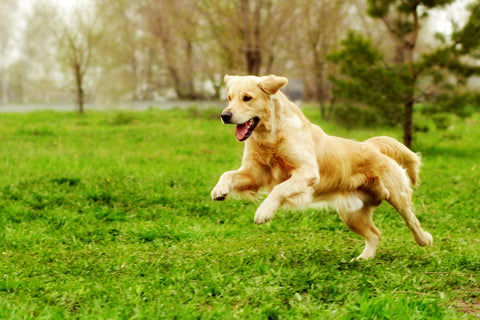 Happy dog