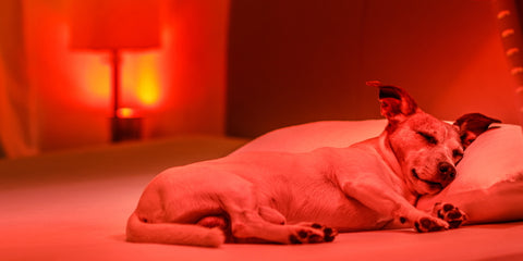 Dog enjoying Red Light Therapy