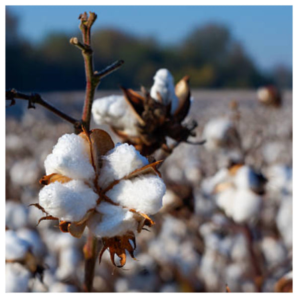 Pima cotton plant