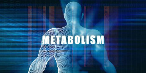 Il metabolismo: cos’è?