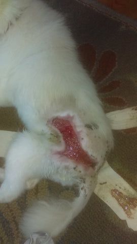dog ack wound healing skin pink 