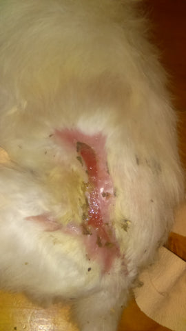 white dog with wound on back 