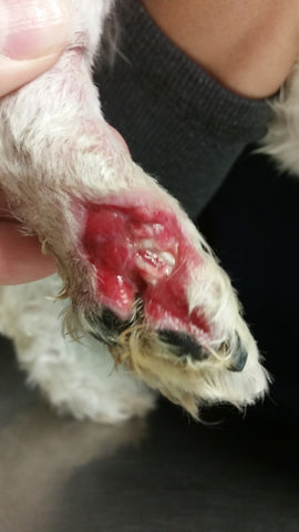 dog paw raw wound 