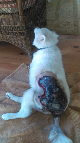 dog back raw open wound scab