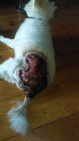 dog wound back healing 