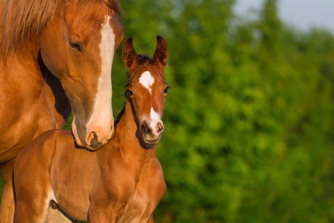 two horses on a green background 