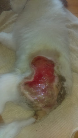 dog wound back pink skin