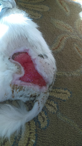 large wound on dog back