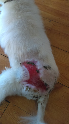 pink skin dog back healing wound