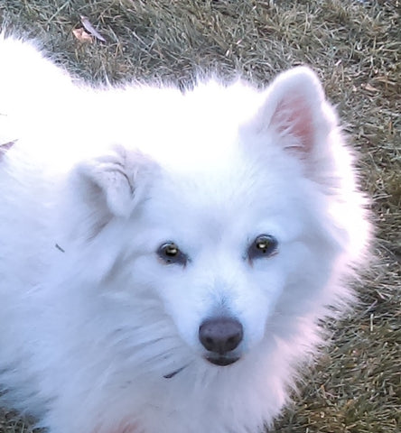 white dog fluffy 
