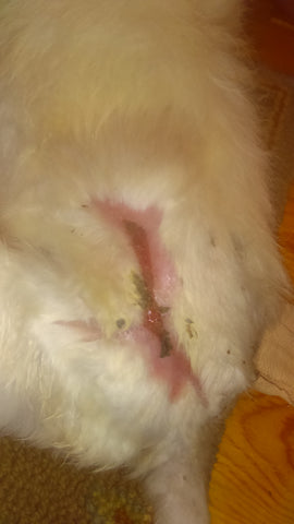 large pink scar on dog back 