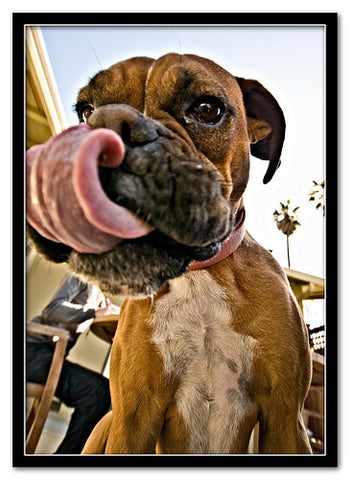 boxer dog licking lips cute dog