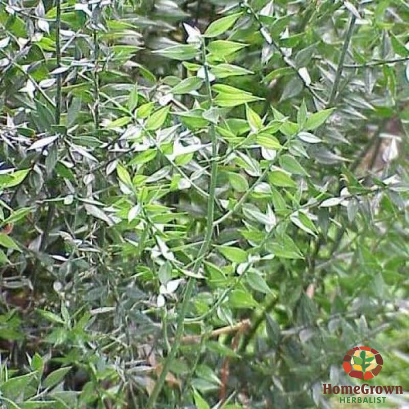 butchers broom ruscus