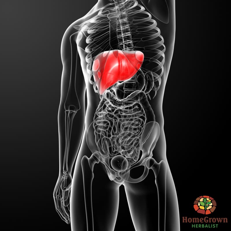 Liver & Gall Bladder: Function Dysfunction & Herbal Interactions