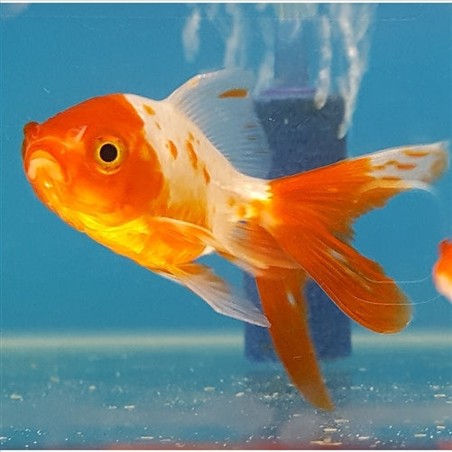Fantail Goldfish 5cm - In Store Pick Up Only