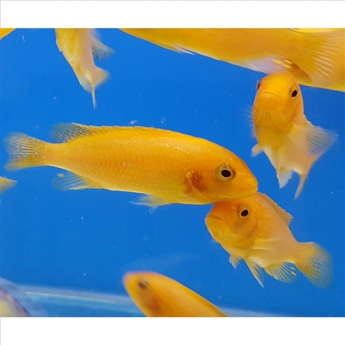 lifespan of red zebra cichlid