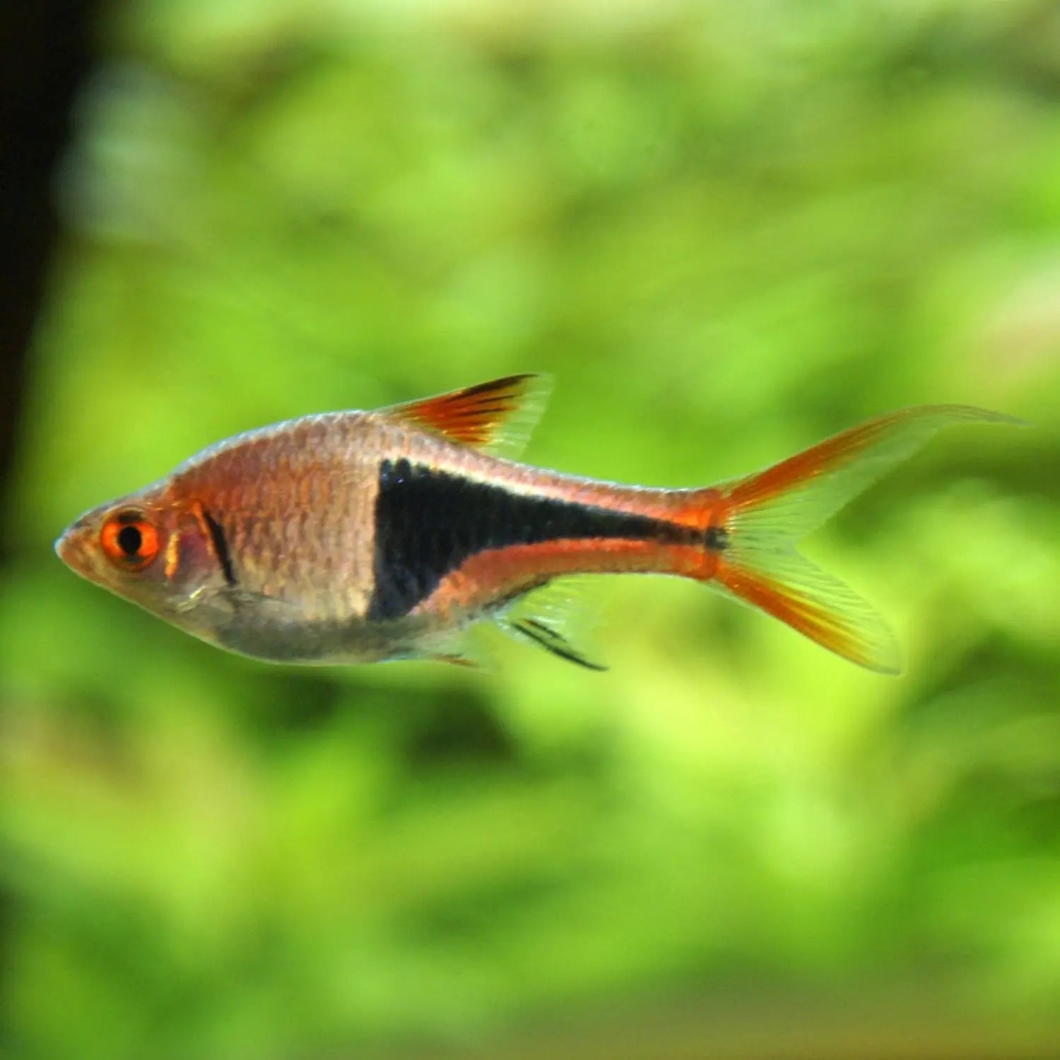 Top 10 des poissons d’eau douce faciles pour débuter en aquariophilie