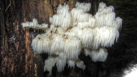 mushroom for sale