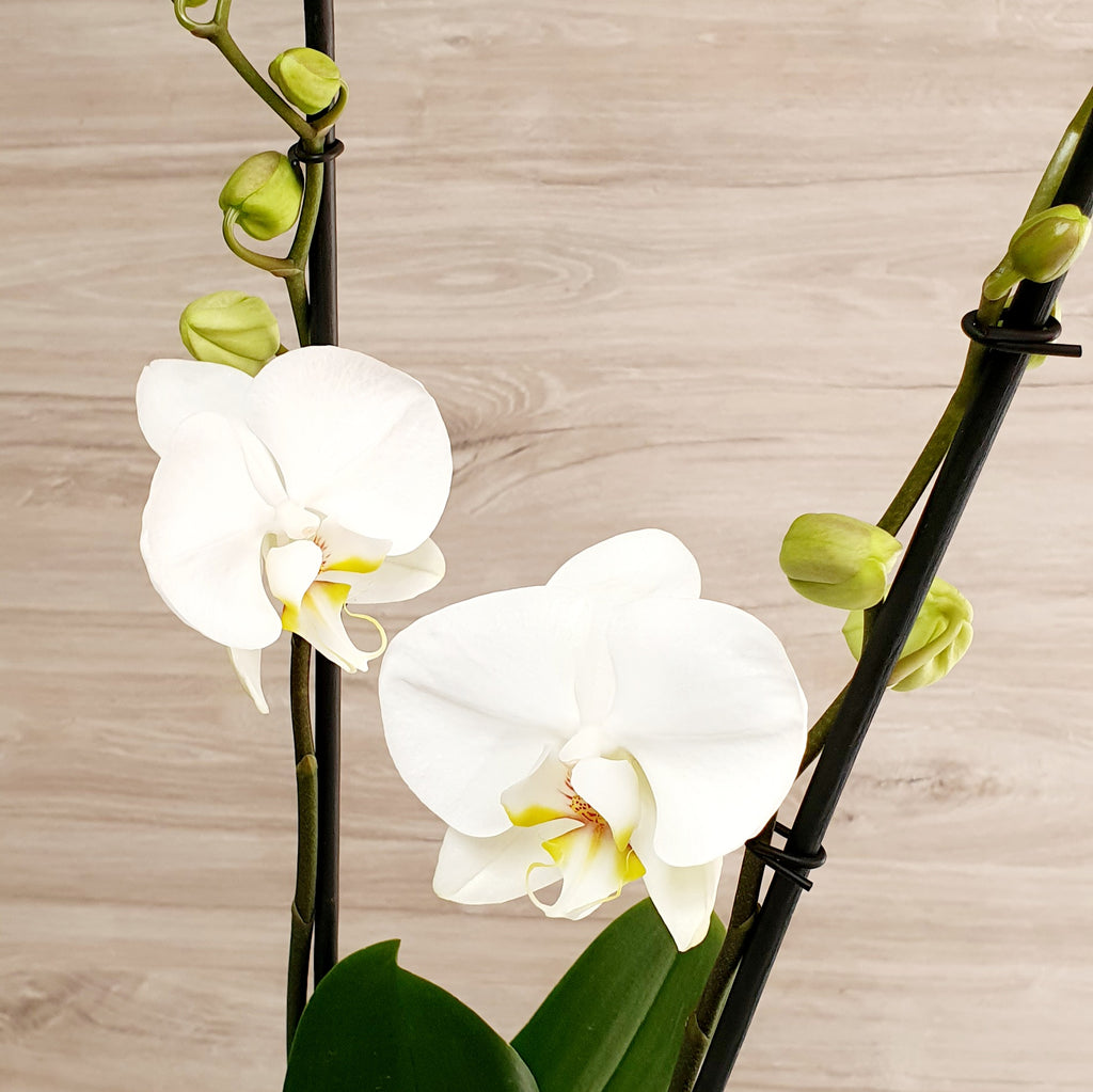76. Orquídea Phalaenopsis Blanca – Just Flowers