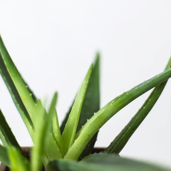 tiger tooth aloe