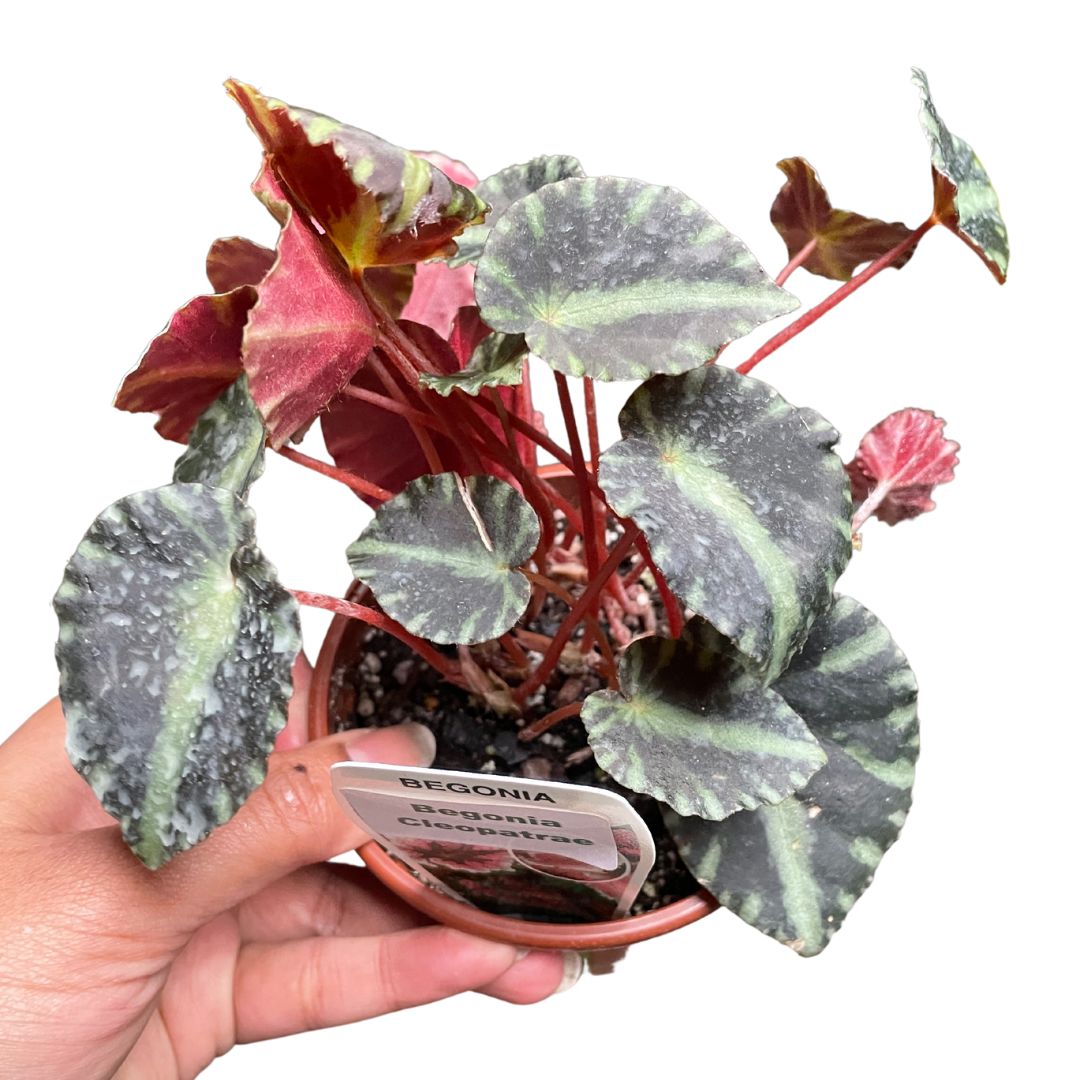 Begonia Cleopetrae – Wera Plants