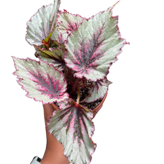 Begonia Rex – Wera Plants