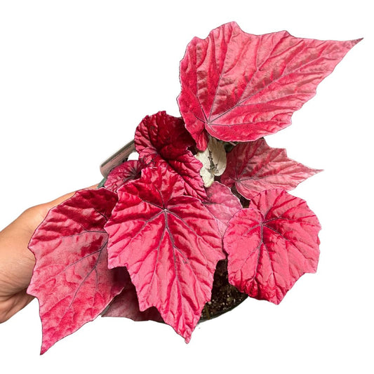 Begonia – Wera Plants