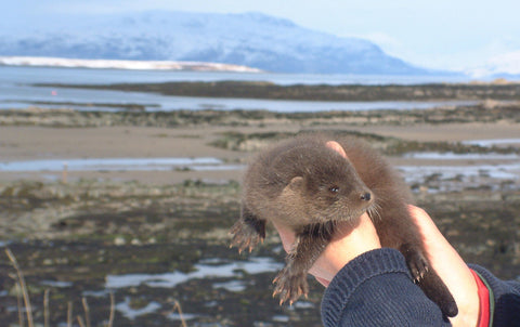 Eco plush otter IOSF Otter Shop