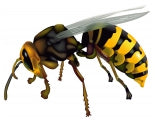 Wasp