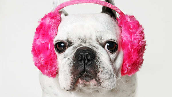 dog wearing pink headphones