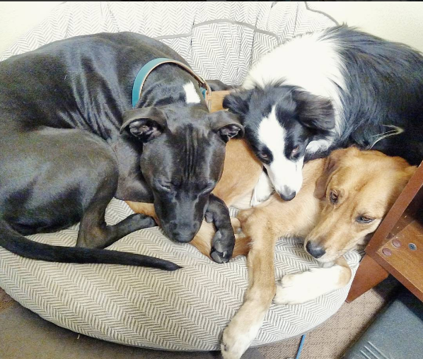 how do you stop a dog from tearing up their bed