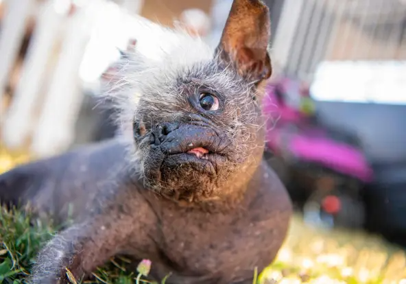 world's ugliest dog