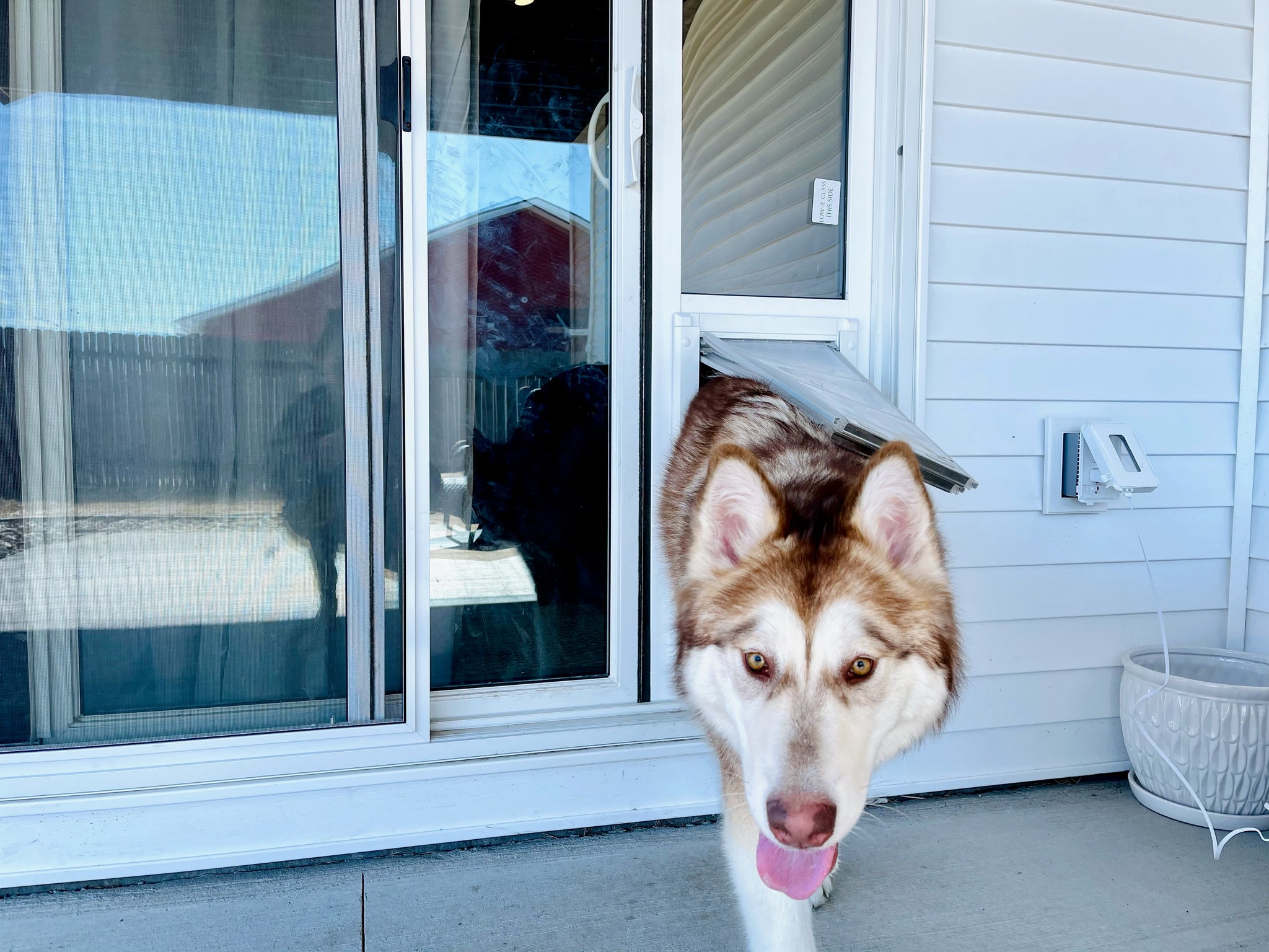 husky going through an endura flap thermo panel 3e pet door for sliding glass doors