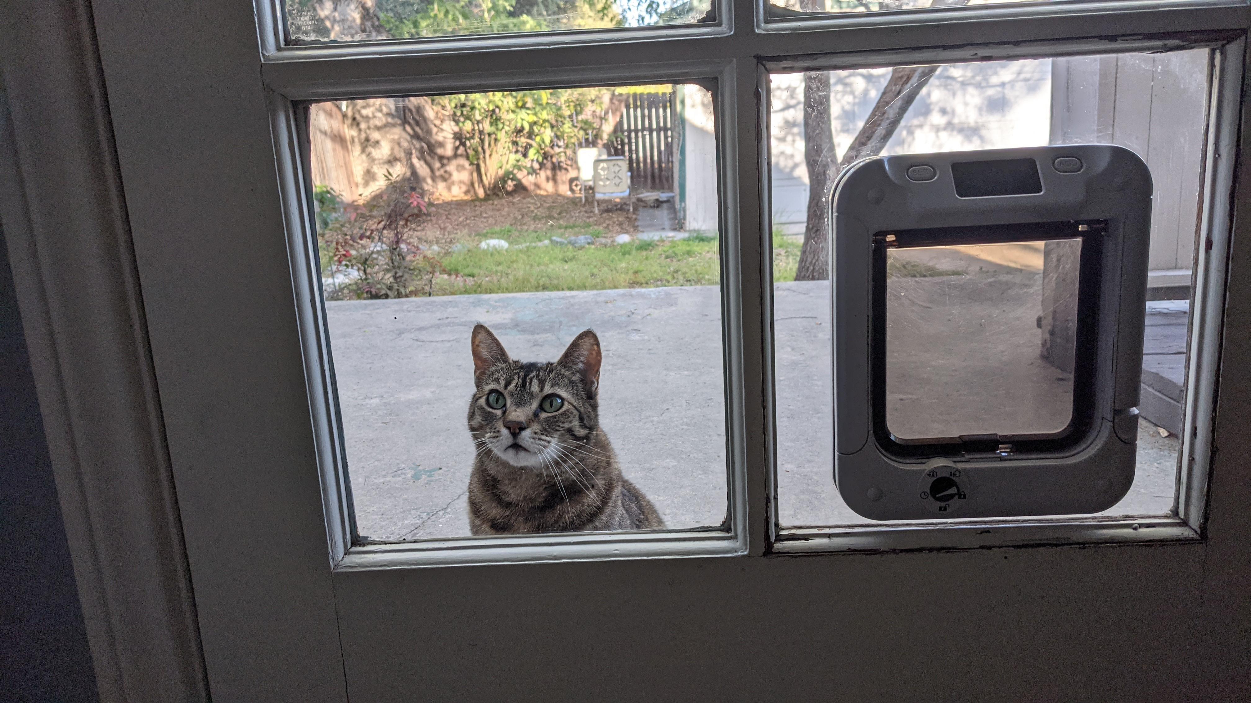 cat with cat mate in glass electronic pet door